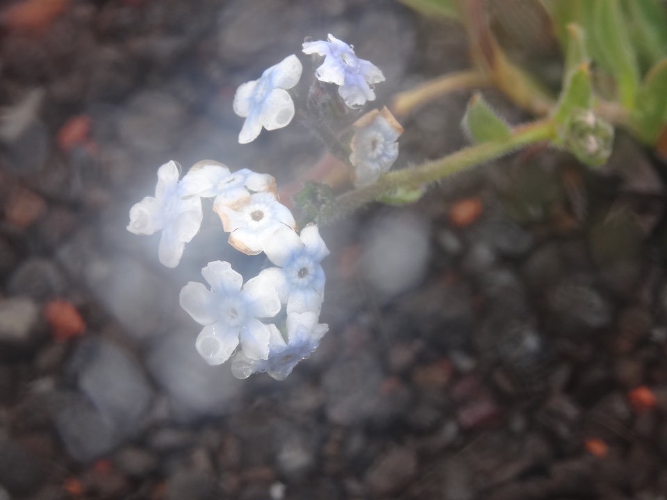 Cynoglossum borbonicum - Myosotis de Bourbon - BORAGINACEAE - Endémique Réunion - DSC03077