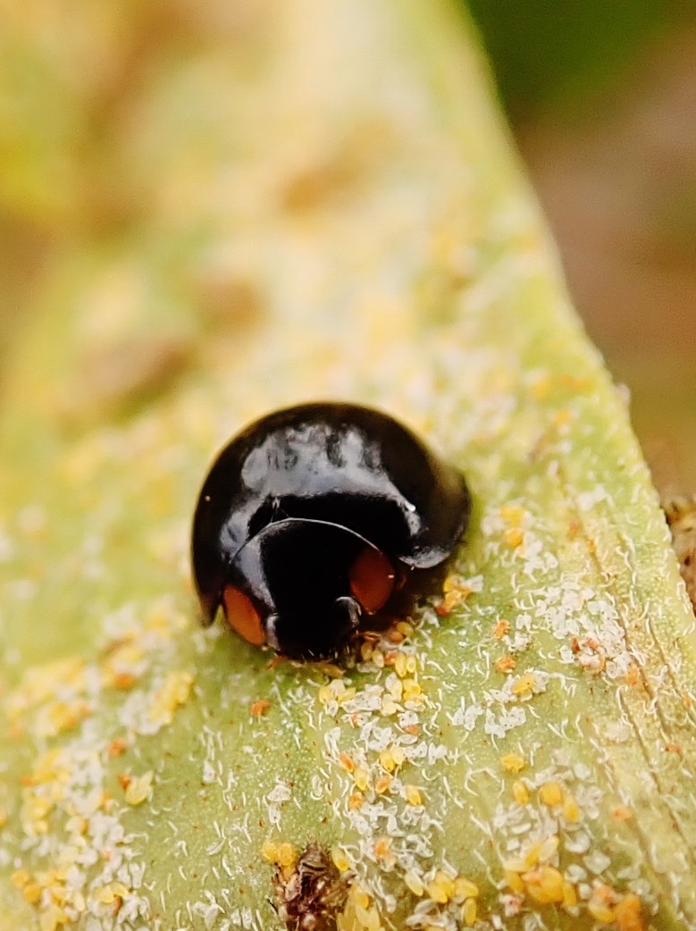 Exochomus laeviusculus