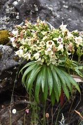 Heterochaenia rivalsii - CAMPANULACEAE - Endémique Réunion - MB2_0146