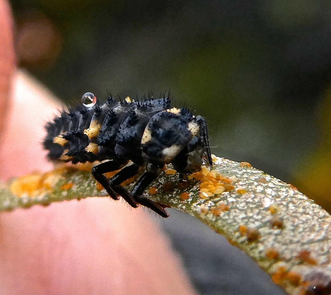 Larve de Coccinella septempunctata sur phyllode de tamarin infesté par des psylles .P1002432