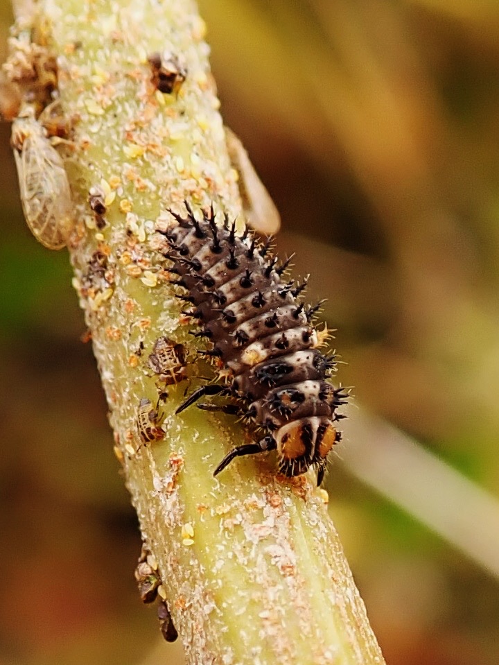 larve Exochomus laeviusculus (12)