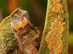 oeufs de coccinelle a gauche,  oeufs de psylles à droite