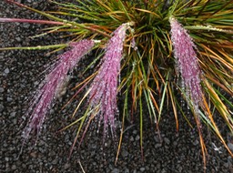Pennisetum caffrum. sous la pluie .poaceae.endémique Réunion.P1002490