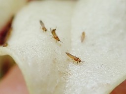 Thrips sur Heterochaenia rivalsii (16)