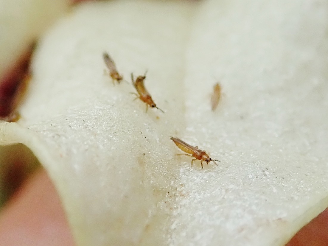 Thrips sur Heterochaenia rivalsii (16)
