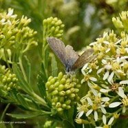 Azuré porte-queue. Lampides boeticus.polyommatinae sur Hubertia ambavilla  Ambaville  asteraceae  endémique Réunion Maurice (2).jpeg