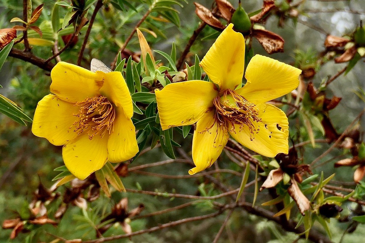 Hypericum lanceolatum subsp angustifolium. fleur jaune des hauts.hypericaceae.endémique Réunion..jpeg