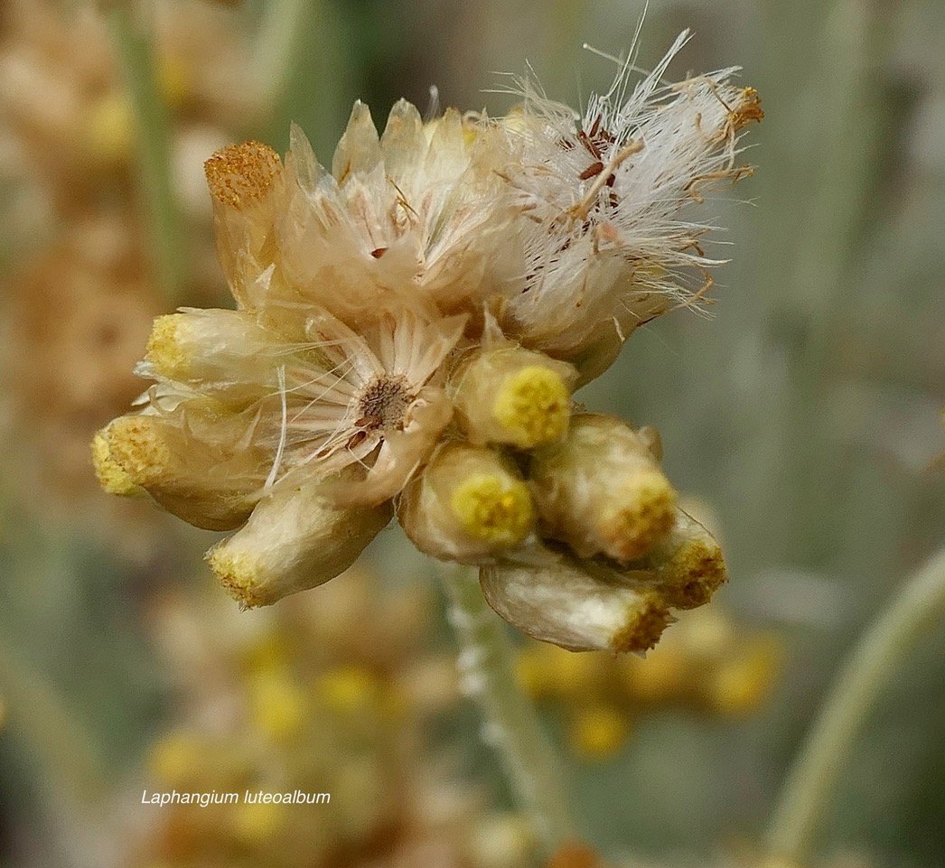 Laphangium luteoalbum.immortelle marronne.pseudognaphale blanc-jaunâtre.asteraceae.potentiellement envahissante. (1).jpeg
