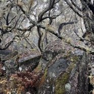 6. Les branles poussant sur les chaos aux abords de la ravine -.jpeg