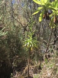 1. Dans l'autre ravine Heterochaenia ??? fragrans - Ø - Campanulaceae - B