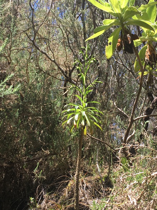 1. Dans l'autre ravine Heterochaenia ??? fragrans - Ø - Campanulaceae - B