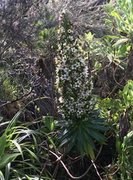 10. Heterochaenia rivalsii- Campanulacée- BIMG_6963.JPG