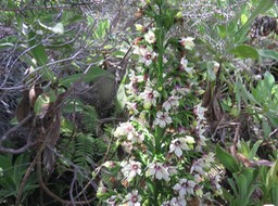 11. Heterochaenia rivalsii- Campanulacée- B