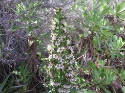 12. Heterochaenia rivalsii- Campanulacée- B
