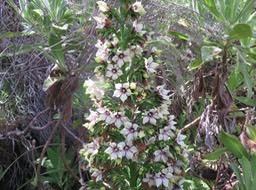 13. Heterochaenia rivalsii- Campanulacée- B