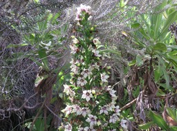 14. Heterochaenia rivalsii- Campanulacée- B