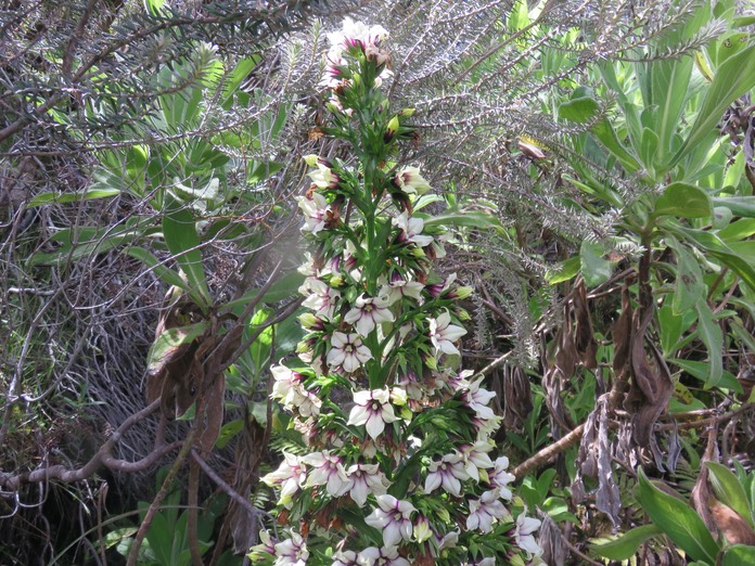 14. Heterochaenia rivalsii- Campanulacée- B