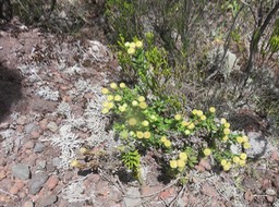 15. Psiadia callocephala ASTERACEE Endémique