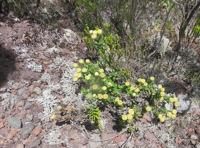 15. Psiadia callocephala ASTERACEE Endémique