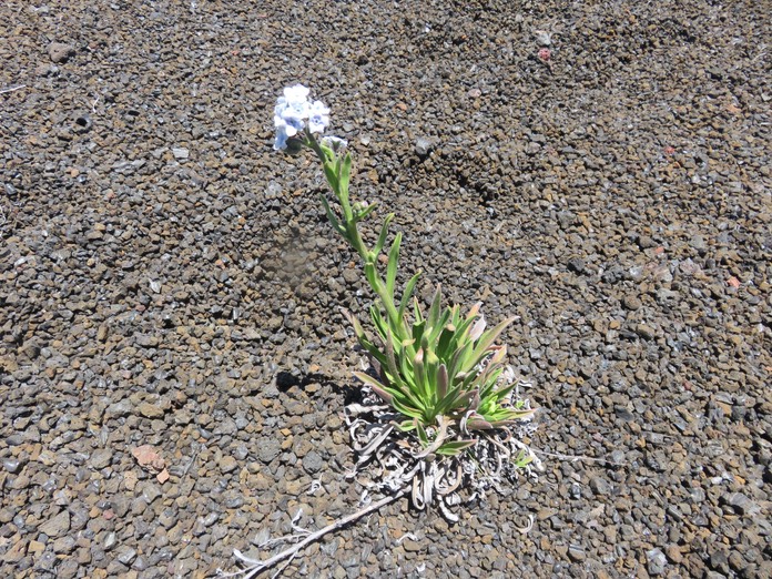 18. Cynoglossum borbonicum Myosotis de Bourbon BORAGINACEE Réunion