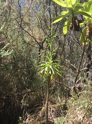 2. Dans l'autre ravine Heterochaenia ??? fragrans - Ø - Campanulaceae - B