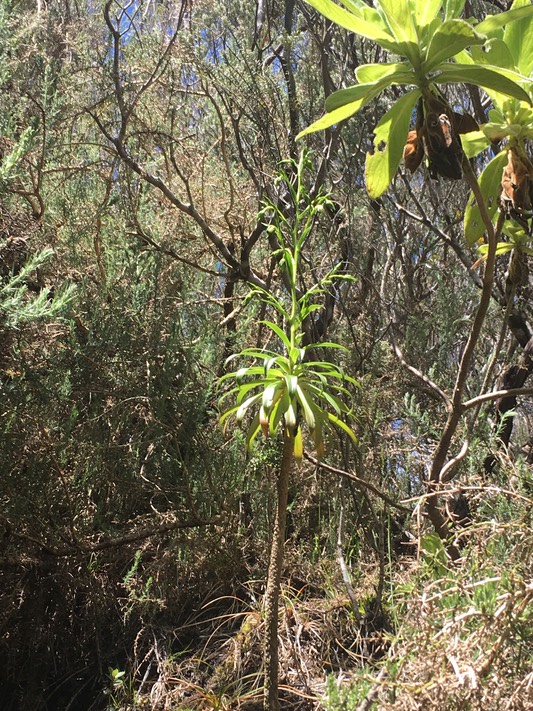 2. Dans l'autre ravine Heterochaenia ??? fragrans - Ø - Campanulaceae - B