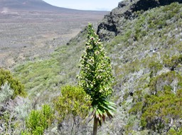 22. De Mireille Heterochaenia rivalsii- Campanulacée- B