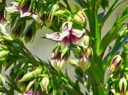 23. De Mireille Heterochaenia rivalsii- Campanulacée- B