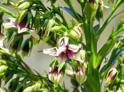 24. De Mireille Heterochaenia rivalsii- Campanulacée- B