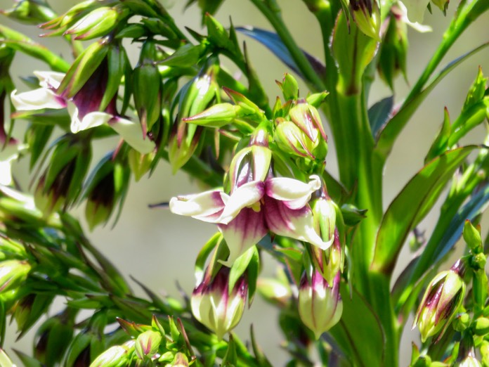 24. De Mireille Heterochaenia rivalsii- Campanulacée- B