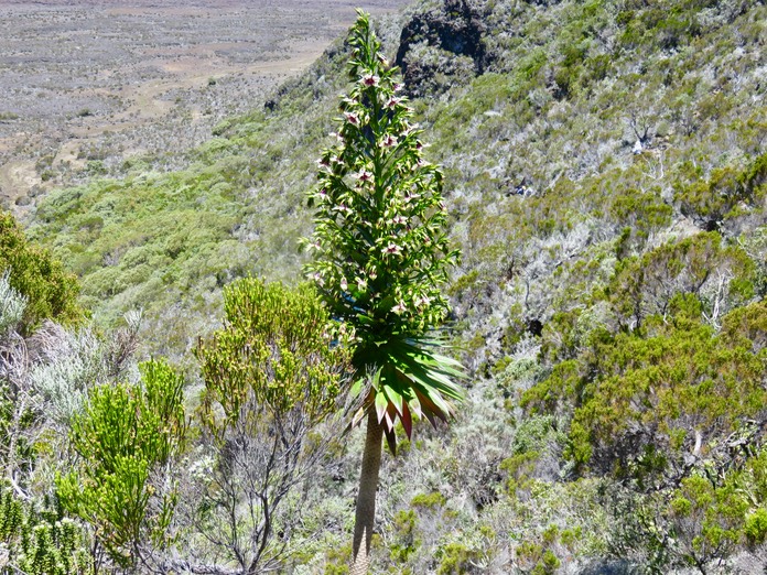 25. De Mireille Heterochaenia rivalsii- Campanulacée- B