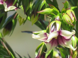 28. De Mireille Heterochaenia rivalsii- Campanulacée- B