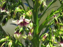 29. De Mireille Heterochaenia rivalsii- Campanulacée- B