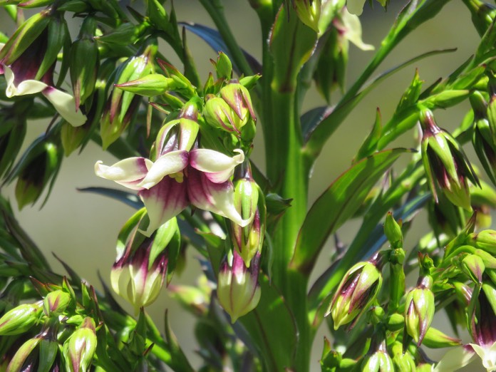 29. De Mireille Heterochaenia rivalsii- Campanulacée- B