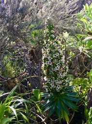 7. Heterochaenia rivalsii- Campanulacée- B