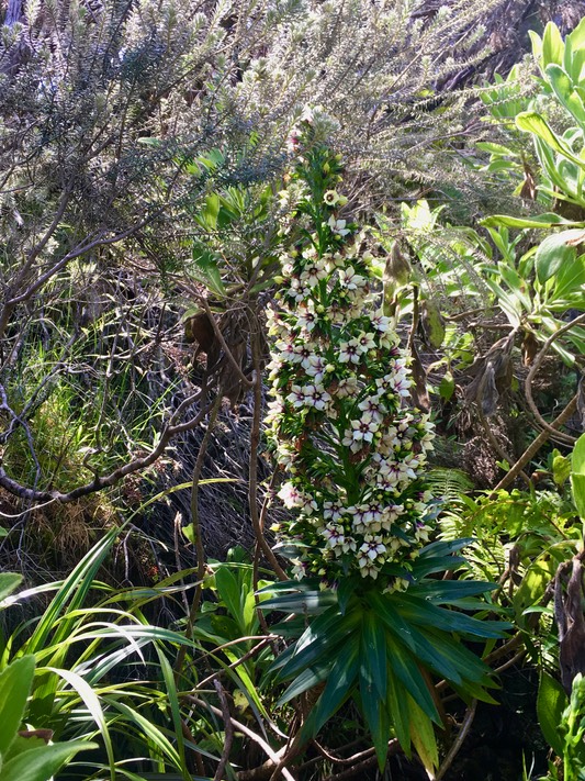 7. Heterochaenia rivalsii- Campanulacée- B