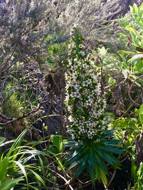 8. Heterochaenia rivalsii- Campanulacée- B