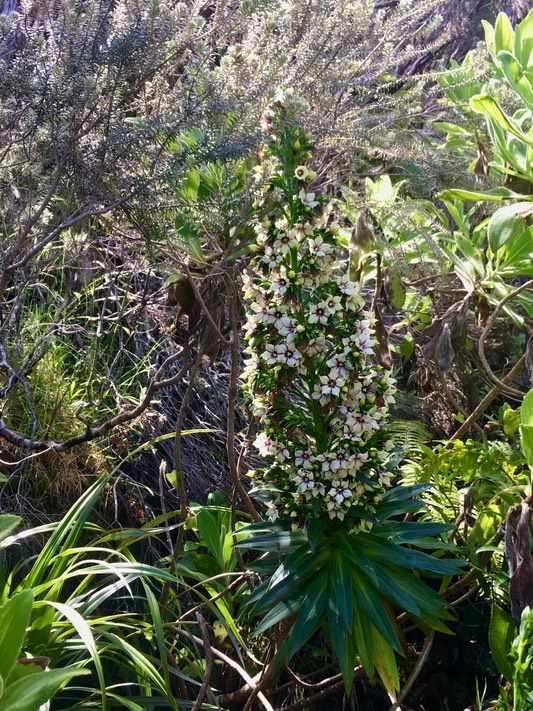 8. Heterochaenia rivalsii- Campanulacée- B