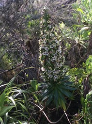 9. Heterochaenia rivalsii- Campanulacée- BIMG_6962.JPG