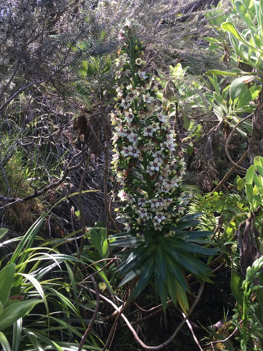 9. Heterochaenia rivalsii- Campanulacée- BIMG_6962.JPG
