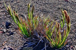 Carex borbonica  laiche de Bourbon CYPERACEE  Endémique Réunion  Carex borbonica  laiche de Bourbon CYPERACEE  Endémique Réunion