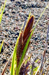 Carex borbonica  laiche de Bourbon CYPERACEE  Endémique Réunion  Carex borbonica  laiche de Bourbon CYPERACEE  Endémique Réunion (1)