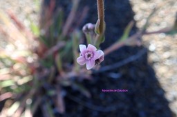 Cynoglossum borbonicum Myosotis de Bourbon  Boraginaceae Endémique La Réunion 61