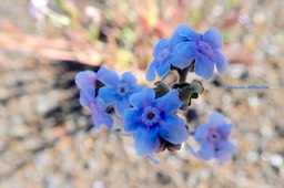 Cynoglossum borbonicum Myosotis de Bourbon  Boraginaceae Endémique La Réunion 62