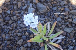 Cynoglossum borbonicum Myosotis de Bourbon  Boraginaceae Endémique La Réunion 30