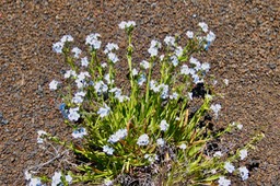 Cynoglossum borbonicum.myosotis de Bourbon.boraginaceae.endémique Réunion (3)