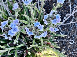 Cynoglossum borbonicum.myosotis de Bourbon.boraginaceae.endémique Réunion