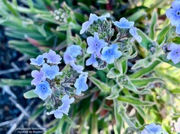 Cynoglossum borbonicum.myosotis de Bourbon.boraginaceae.endémique Réunion (1)