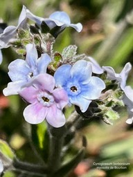 Cynoglossum borbonicum.myosotis de Bourbon.boraginaceae.endémique Réunion (2)