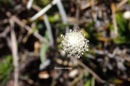 Eriocaulon striatum Eriocaulace ae Indigène La Réunion 44